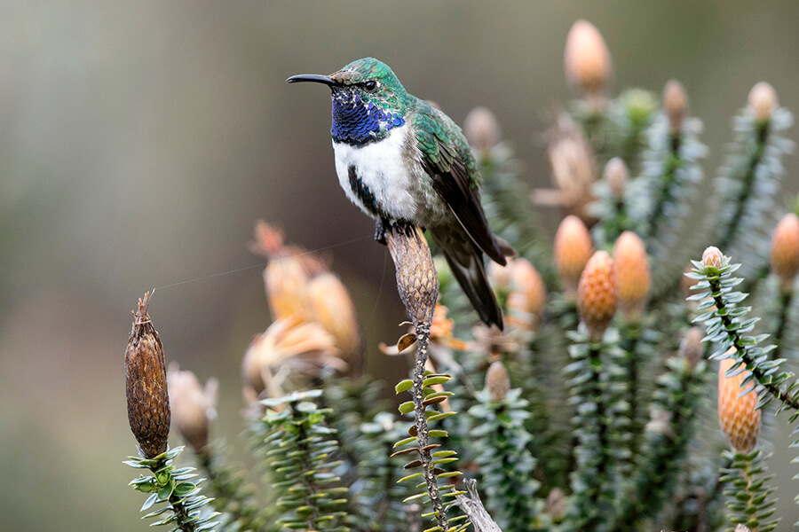 Blue-throated Hillstar. Photo by James Muchmore.